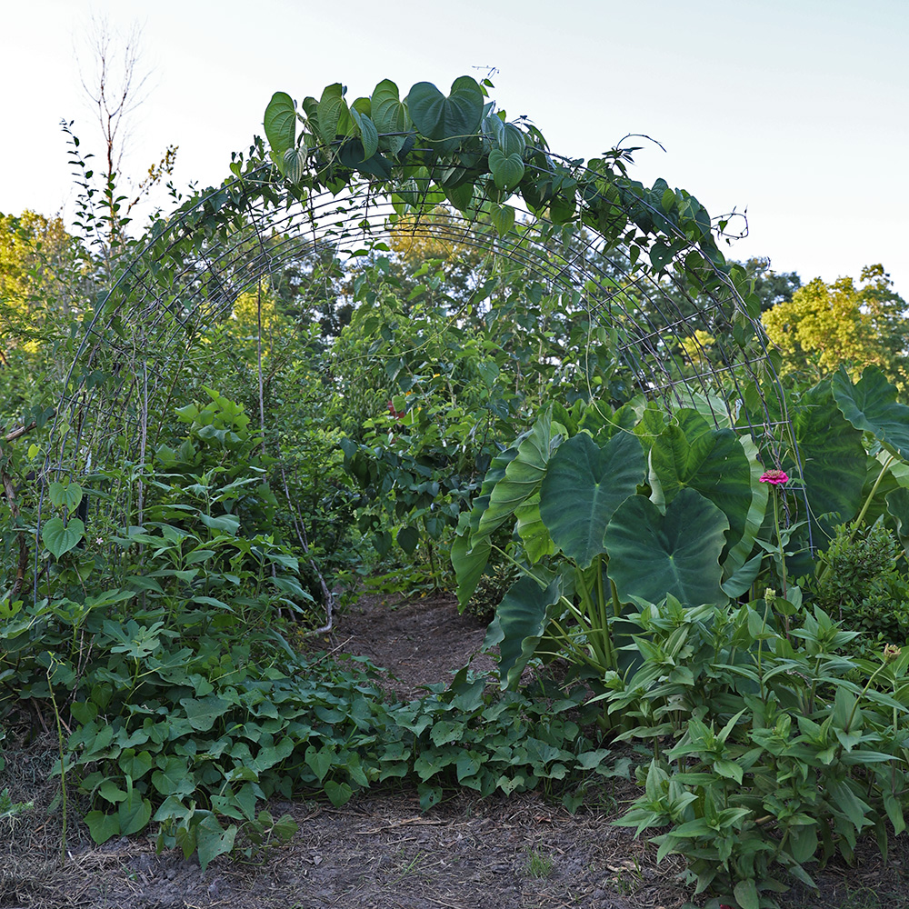 Grocery Row Garden June 8th 2024